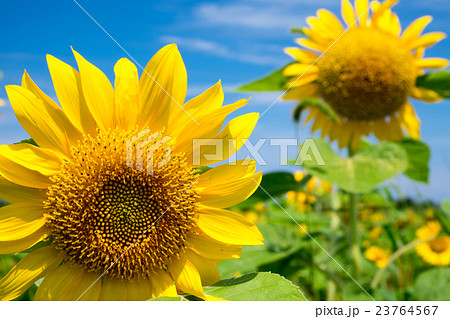 ひまわり 23764567