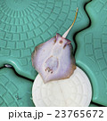 Dead Stingray Fish on the Pontoon 23765672