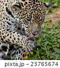 Leopard 23765674