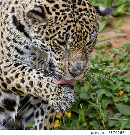 Leopard 23765674