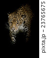 Leopard 23765675