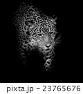 Leopard black and white 23765676