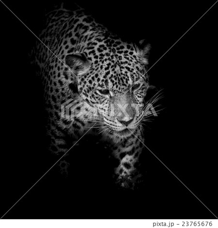 Leopard black and white Leopard black and white 23765676