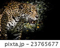 Leopard 23765677