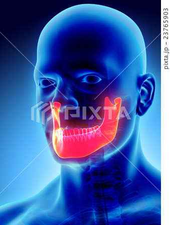 3D illustration of Mandible, medical concept. 23765903