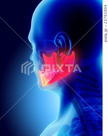 3D illustration of Mandible, medical concept. 23765904