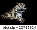 Leopard 23765924