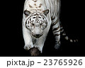 black and white tiger 23765926