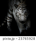 black and white tiger 23765928