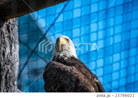 ハクトウワシ ハクトウワシ 23766021