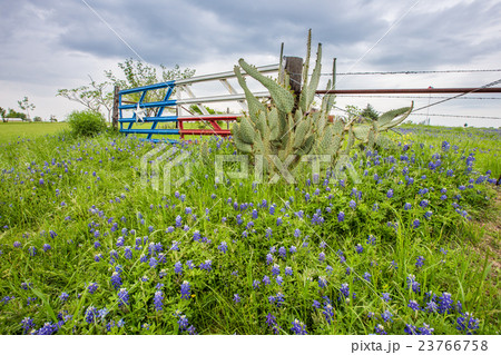Bluebonnet field and Texas flag gate in Ennis, TX 23766758