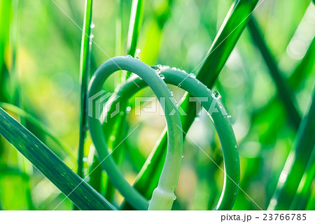 Grass with water drops in the early morning Grass with water drops in the early morning 23766785