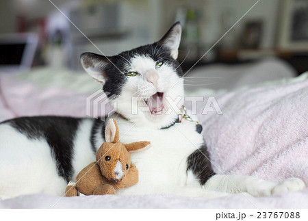 変顔猫の写真素材