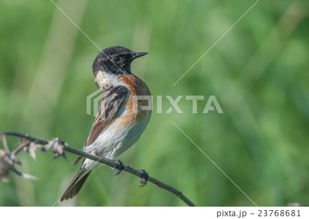 Male Europian stonechat Male Europian stonechat 23768681