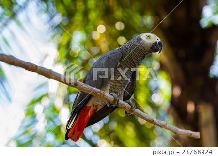 Gray African Parrot in Bali Island Indonesia Gray African Parrot in Bali Island Indonesia 23768924