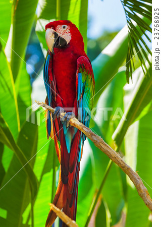 Parrot in Bali Island Indonesia 23768925