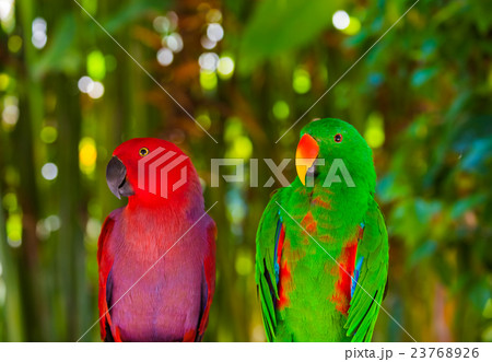 Parrots in Bali Island Indonesia Parrots in Bali Island Indonesia 23768926