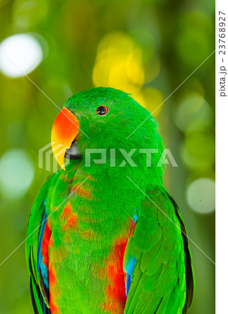Parrot in Bali Island Indonesia 23768927
