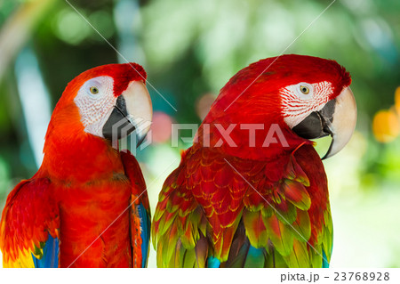 Parrots in Bali Island Indonesia 23768928