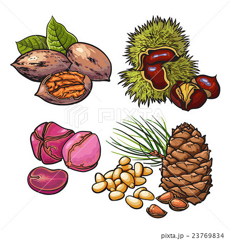 Collection of walnuts, chestnuts, pine nuts and 23769834