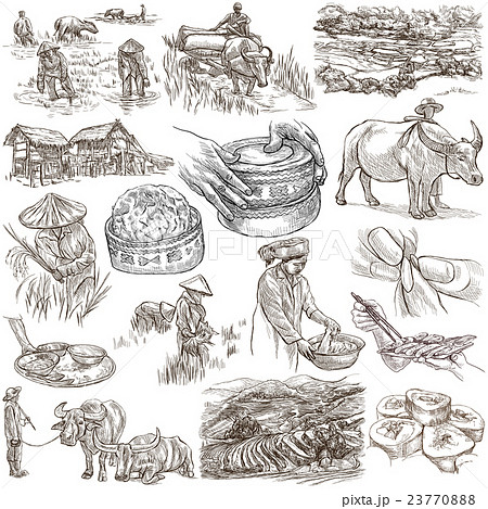 agriculture, rice - hand drawn full sized pack 23770888