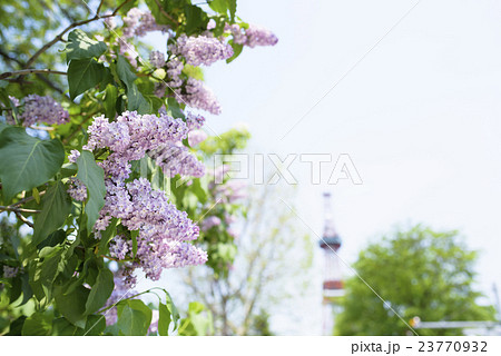 札幌大通公園のライラック（+テレビ塔） 23770932
