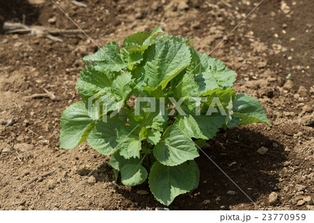 アオジソ畑 アオジソ畑 23770959
