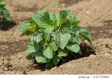 アオジソ畑 23770960