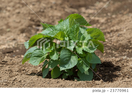 アオジソ畑 23770961