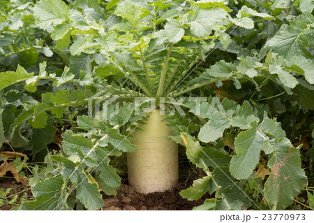 ダイコン畑 ダイコン畑 23770973