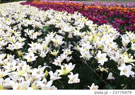 絶景のお花畑 絶景のお花畑 23770979