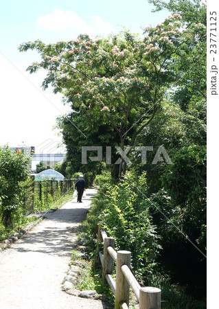 向島用水親水路 日野市 向島用水親水路 日野市 23771125