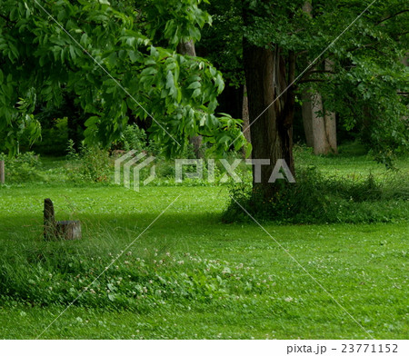 大沼公園みどりの中の丸太椅子 23771152