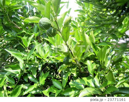 未熟の硬い柚子 未熟の硬い柚子 23771161