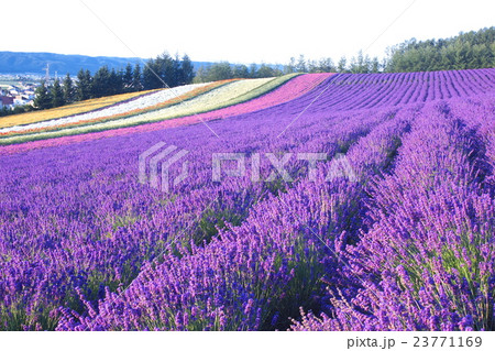 彩香の里 彩香の里 23771169