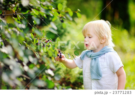 Toddler boy picking black currants in garden Toddler boy picking black currants in garden 23771283