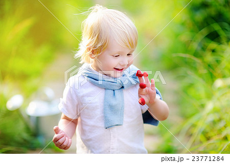 Toddler boy looking on his harvest on raspberry farm Toddler boy looking on his harvest on raspberry farm 23771284