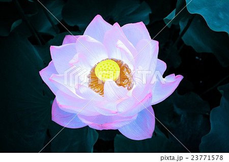幻想的な蓮の花の写真素材
