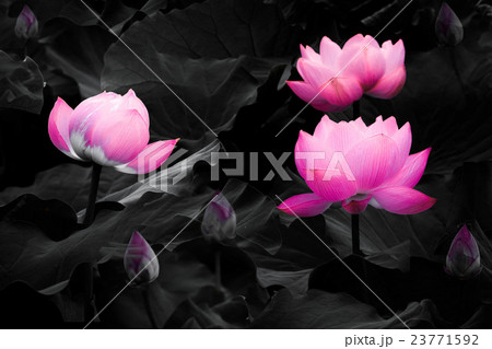 蓮の花と蕾 ハス以外モノクロバージョン 比較合成の写真素材