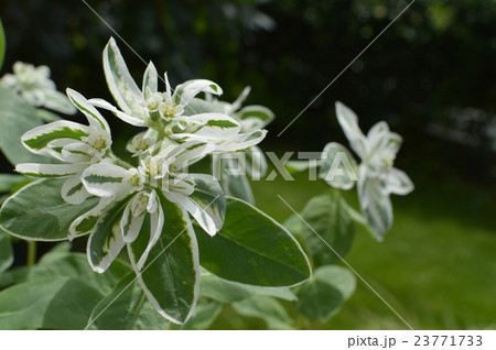 ハツユキソウ ハツユキソウ 23771733