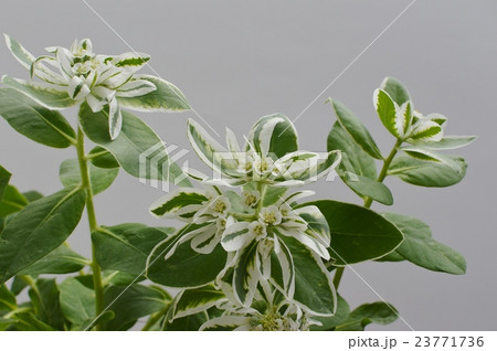 ハツユキソウ 23771736