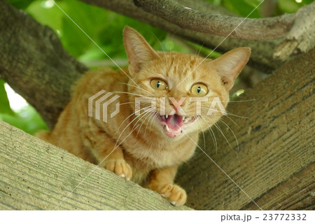 ノラ猫 ノラ猫 23772332