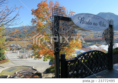 ぶどうの丘 ぶどうの丘 23772495