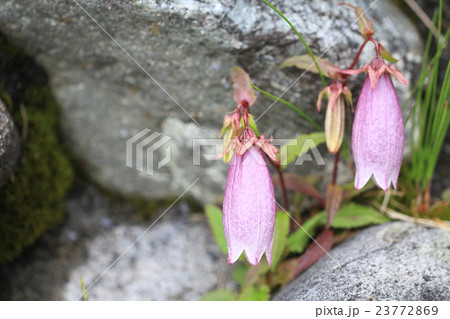 ヤマホタルブクロ 23772869