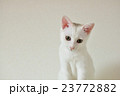 子猫　正面 23772882