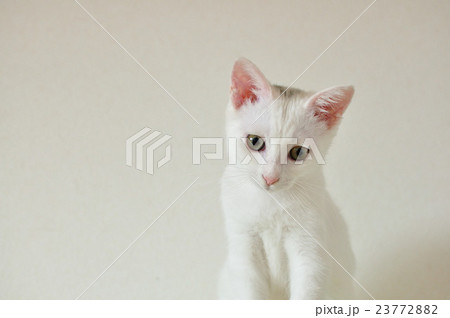 子猫 正面 子猫 正面 23772882