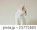 子猫　横顔 23772883