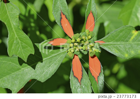 ショウジョウソウ（猩々草） 23773173