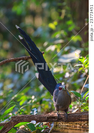 Beautiful of Green billed Malkoha in nature Beautiful of Green billed Malkoha in nature 23773451