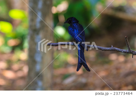 Black drongo  beautiful bird in forest 23773464